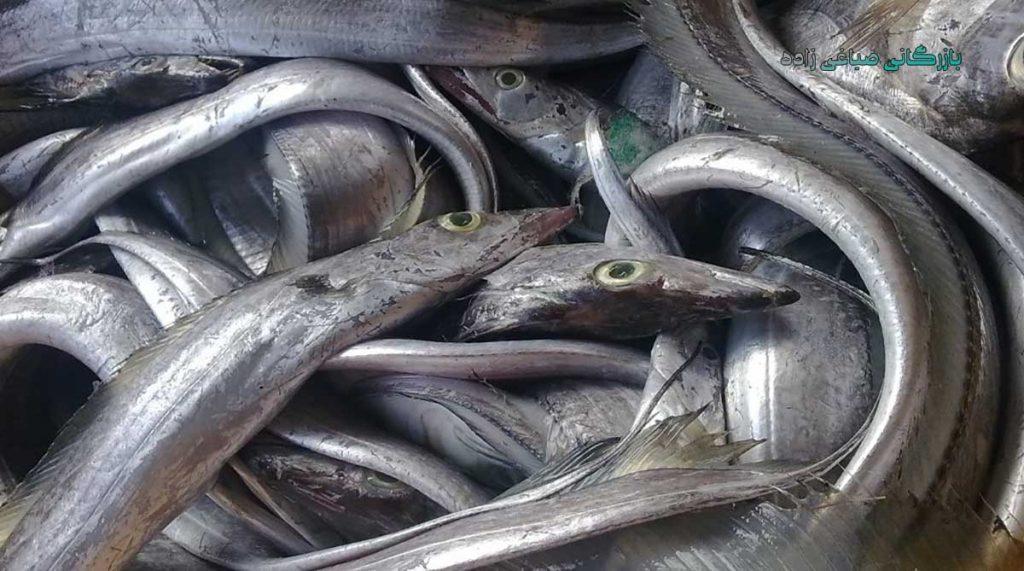 صادرات-ماهی-یال-اسبی